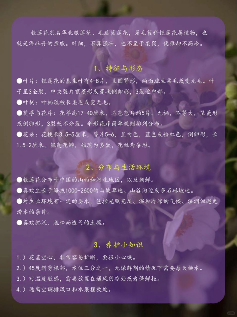 不同颜色银莲花花语图片