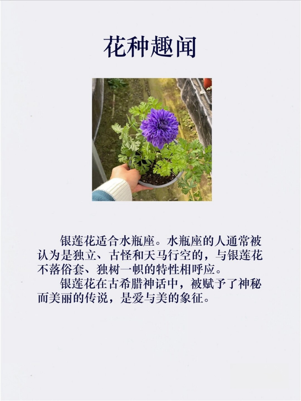 不同颜色银莲花花语图片