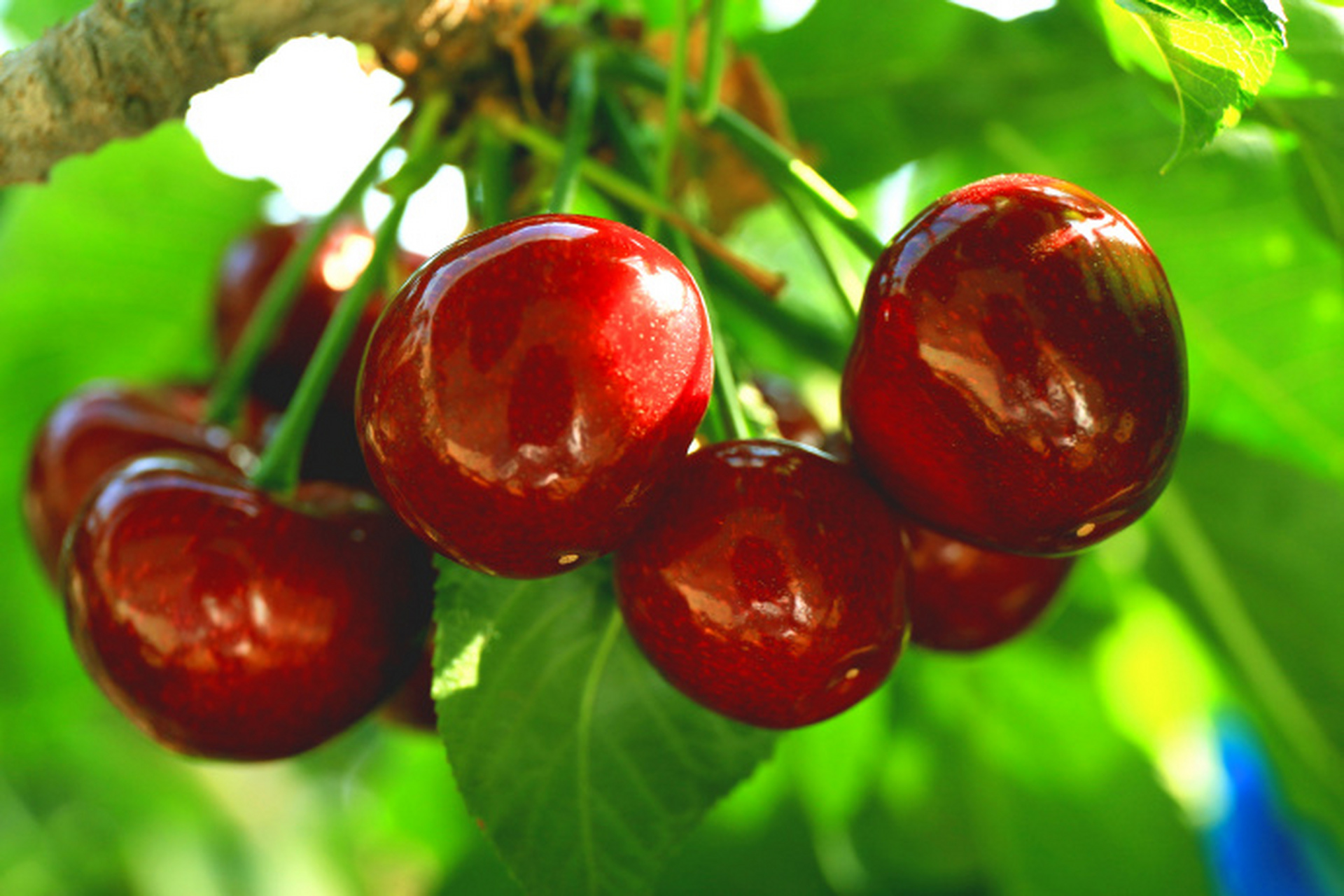 【瓦房店特产——大连樱桃 676767】#新时代六地辽宁杠杠滴