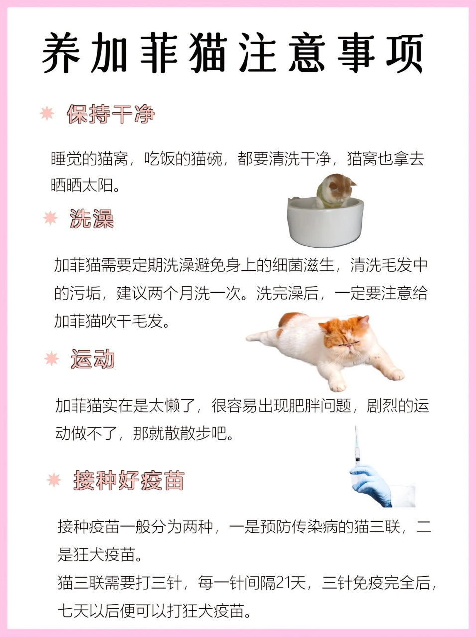 加菲猫的性格图片