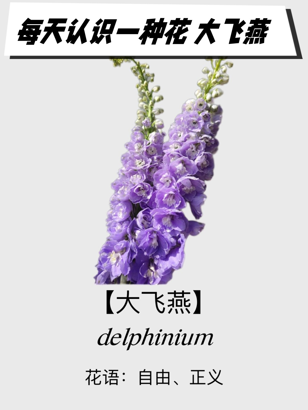 它的花朵宛如一只只翩翩起舞的燕子,轻盈而灵动,给人一种清新脱俗的