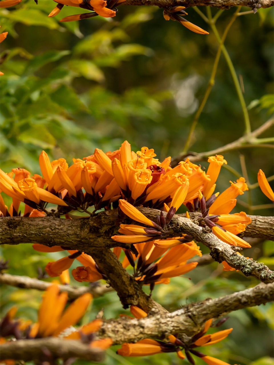 云南人的3月餐桌被它占据了  97火烧花,紫葳科火烧花属的常绿乔木