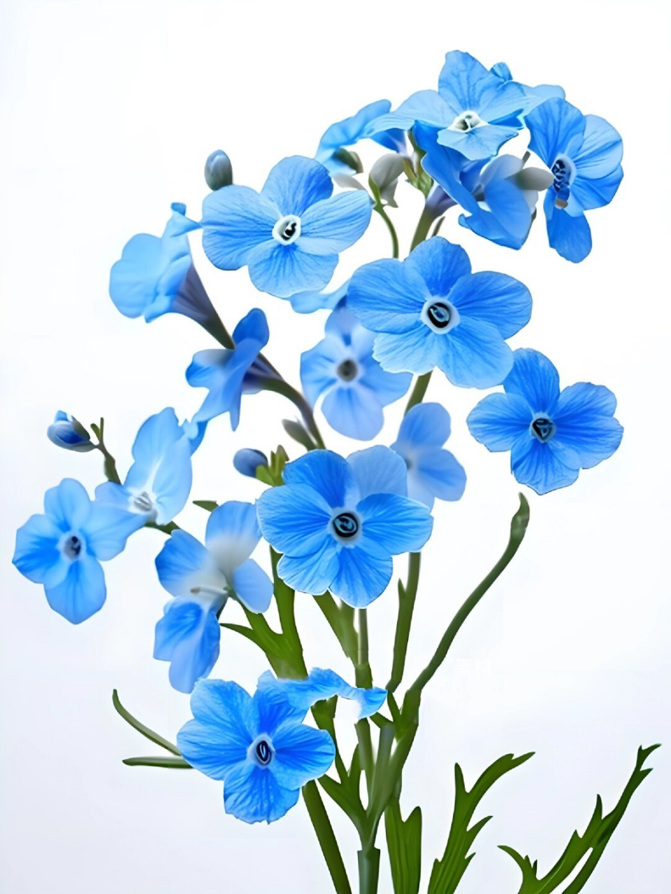 植物系列蓝色勿忘我  在植物的世界里,总有那么一些花儿,它们以其独特