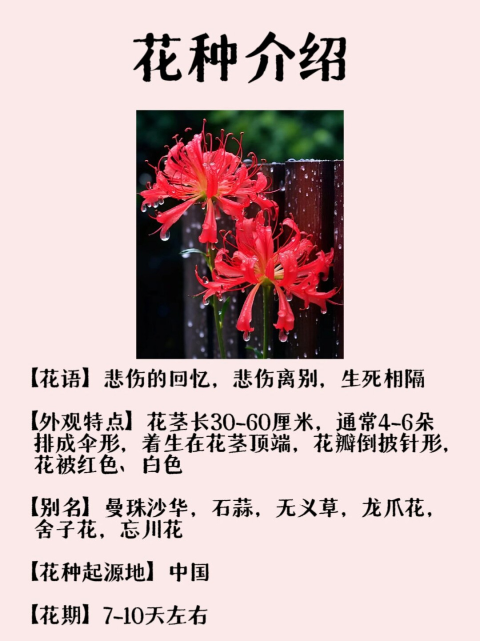 每天认识一种花 曼珠沙华