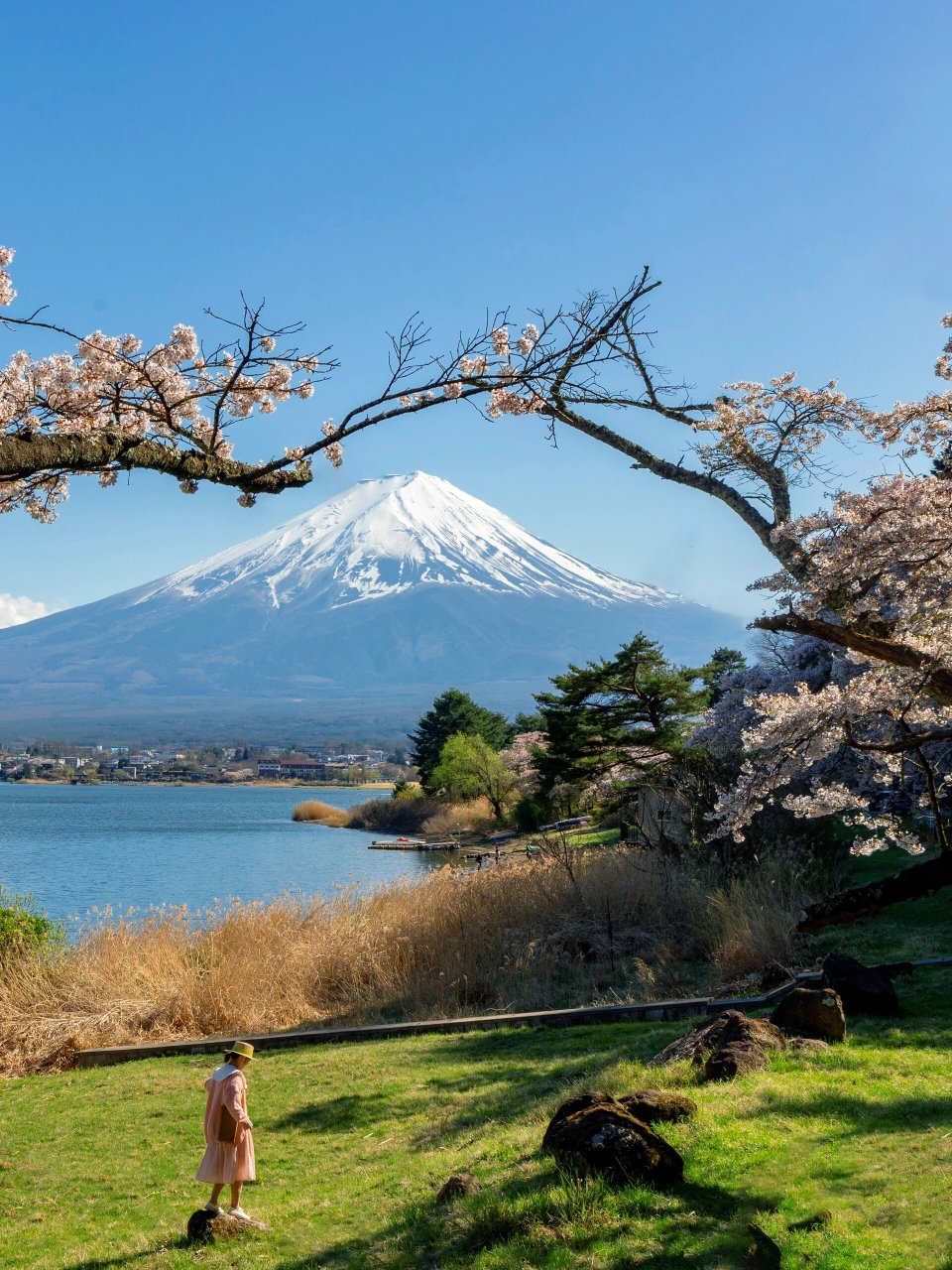 富士山的樱花是我心中一万万次心动的春和景明!