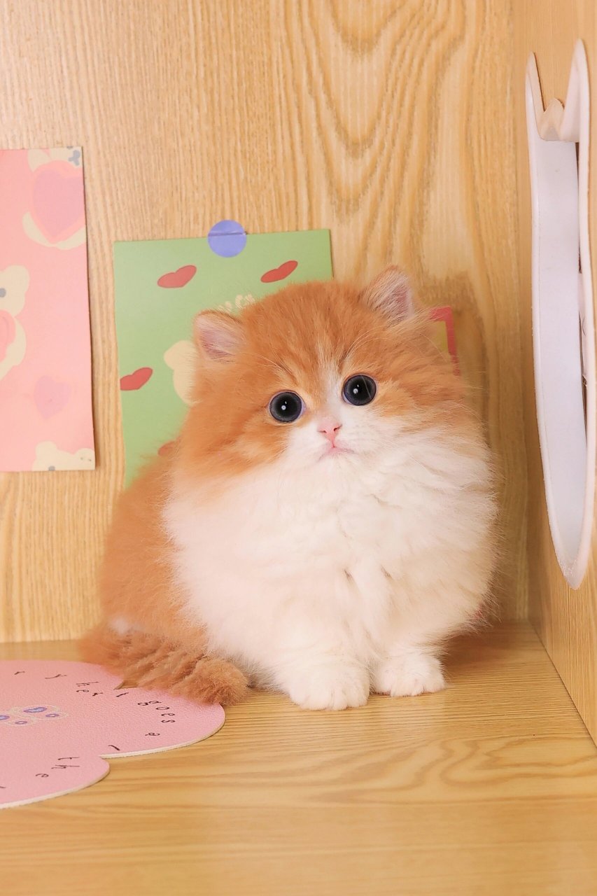 超级可爱的橘白拿破仑矮脚猫妹妹!