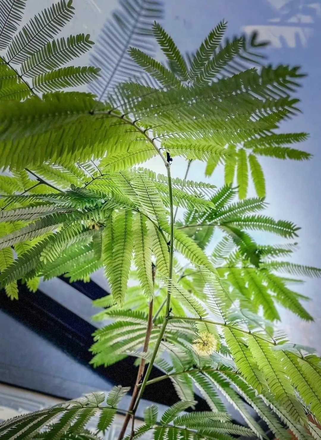 密叶猴耳环植物  初见密叶猴耳环,你可能会觉得它有些平凡.