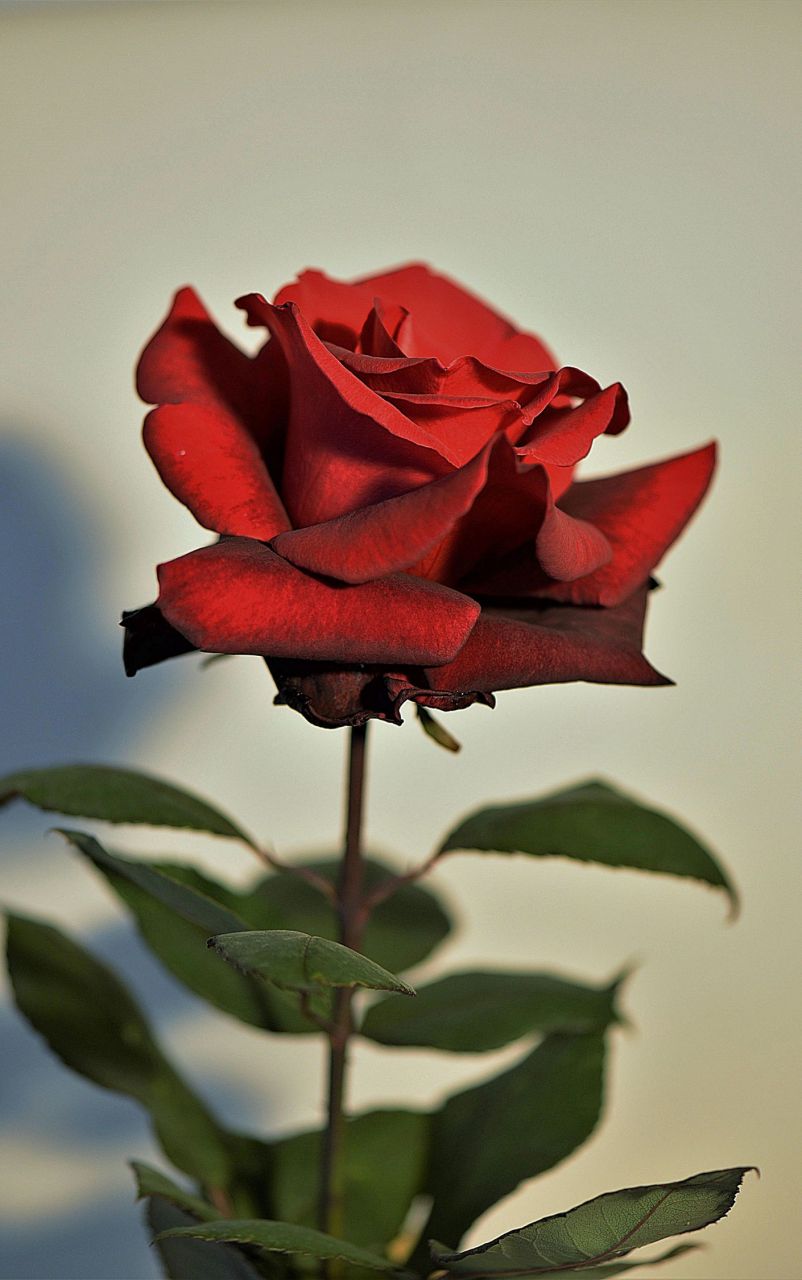 玫瑰花图片真实照片  1.玫瑰的种类繁多,每种都有其独特的魅力和特点.