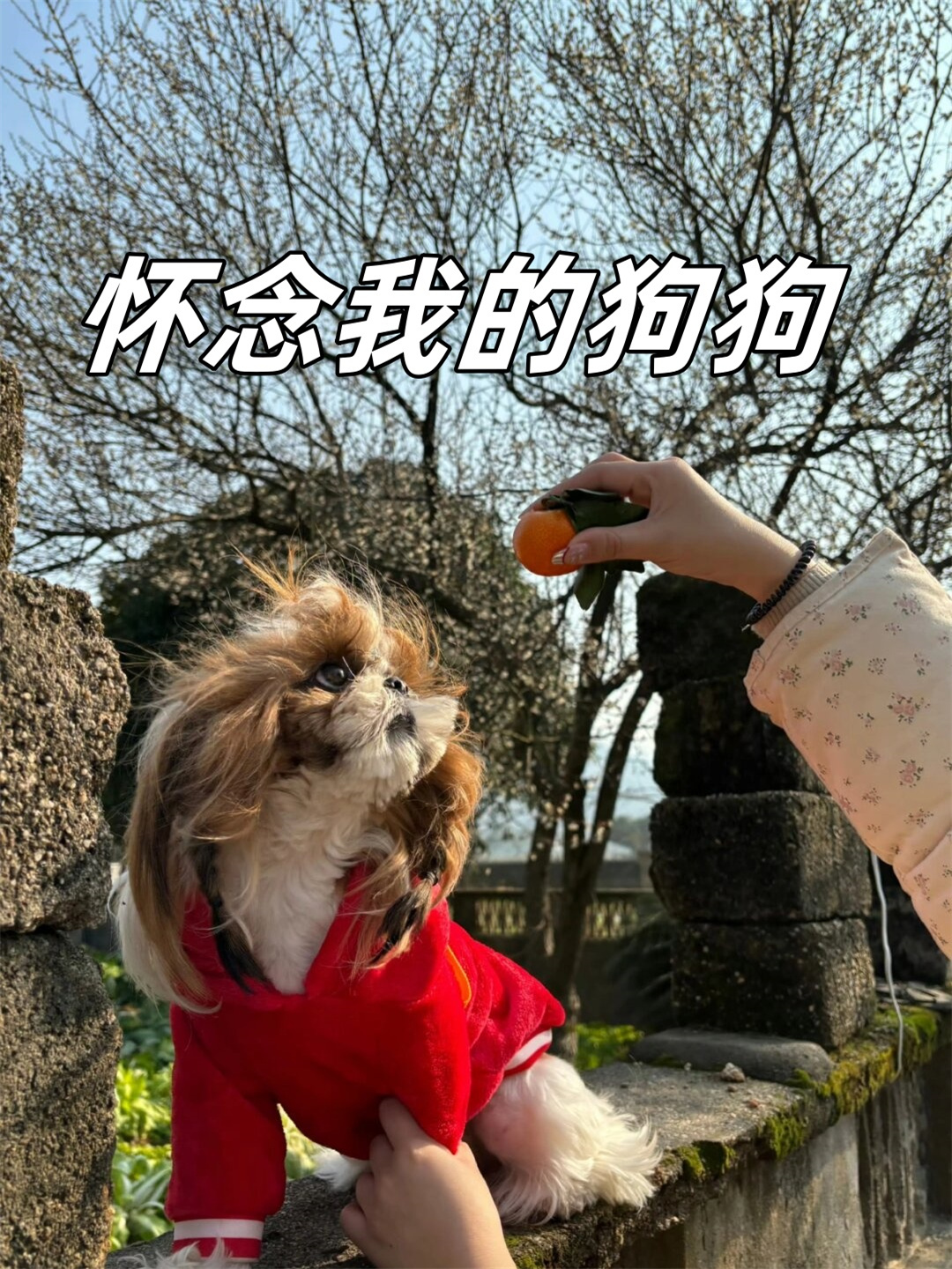 怀念我的狗狗,那个陪伴了我无数个日夜的小伙伴