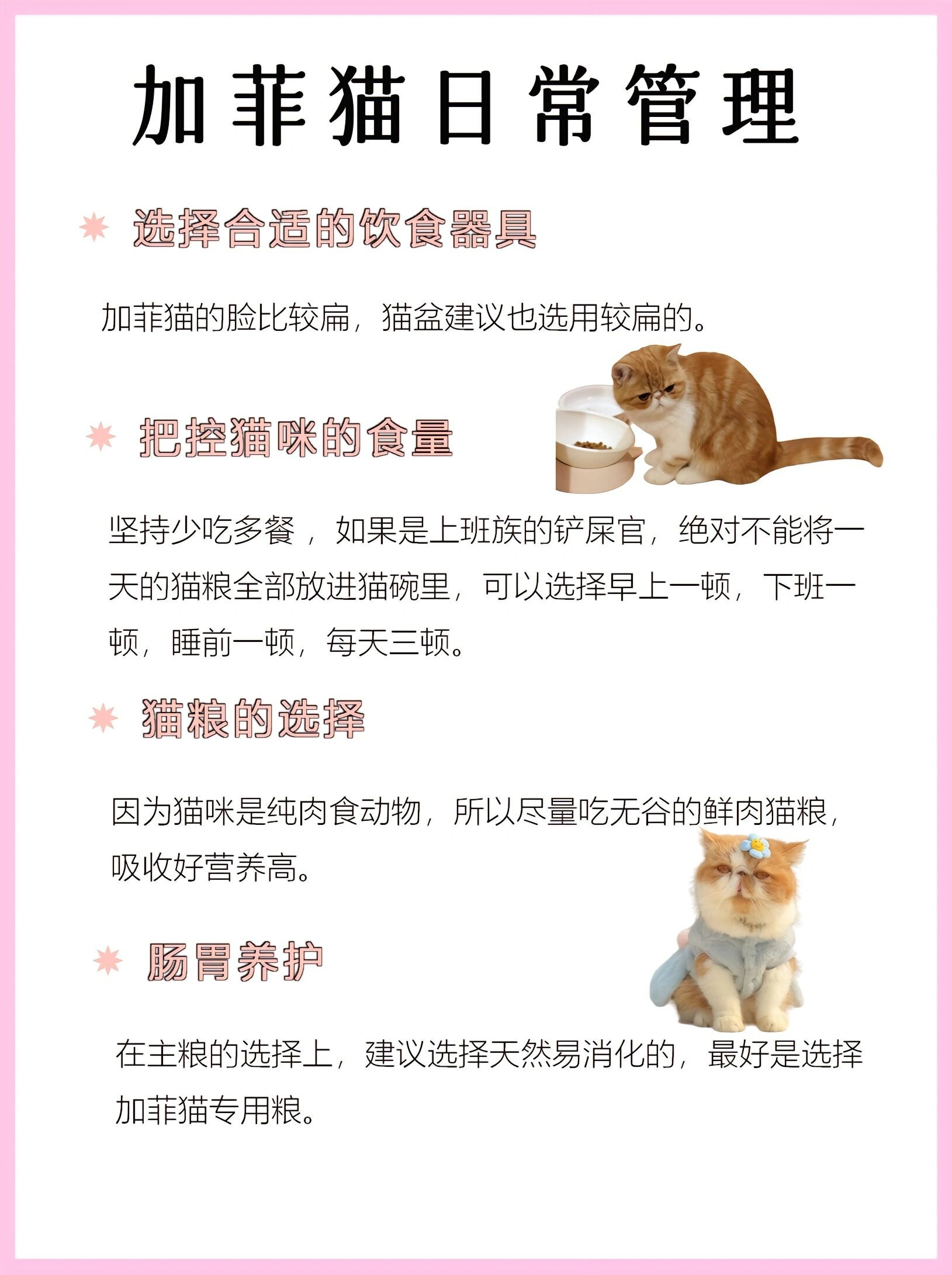 加菲猫品像及颜色性格分析  今天我来给大家分享一下加菲猫的品像及
