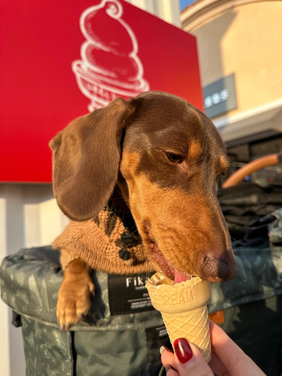 狗狗与冰淇淋的故事  那只可爱的小狗98,看到冰淇淋的那一刻,眼睛都