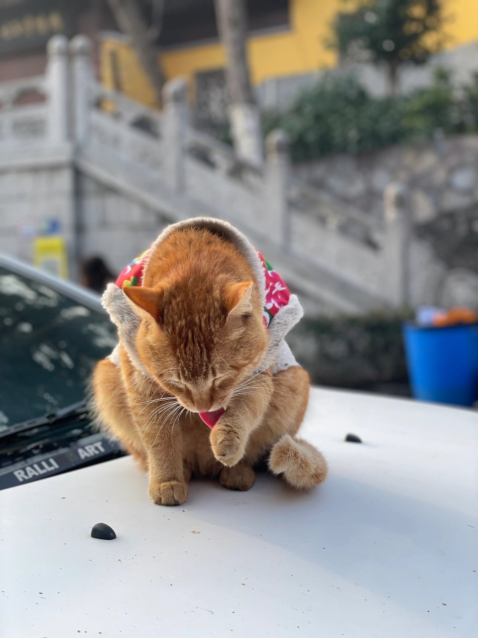 鸡鸣寺虔诚猫图片