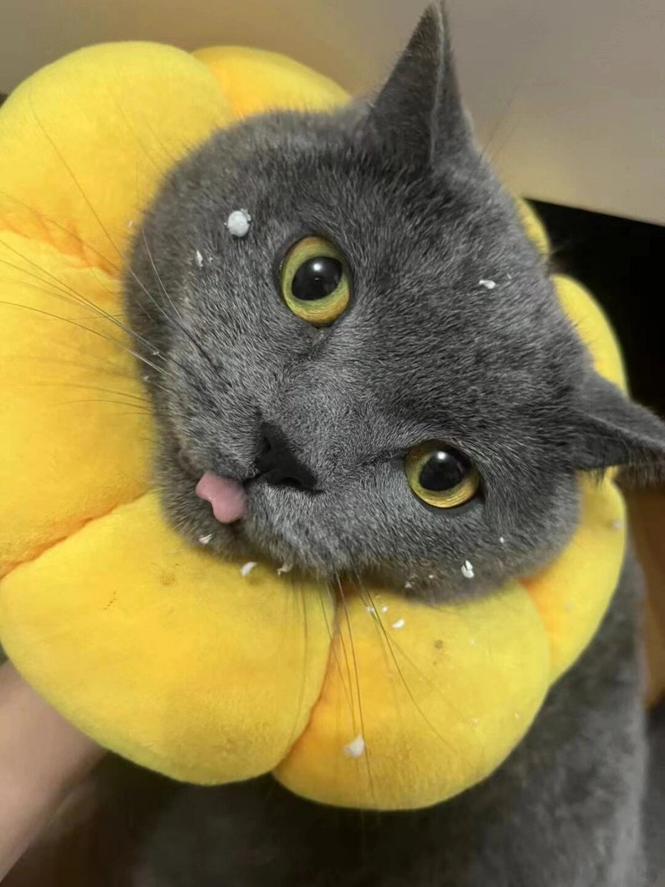 同学给猫咪带了小头套  今天去同学家玩,一进门就看到她的猫咪戴着一