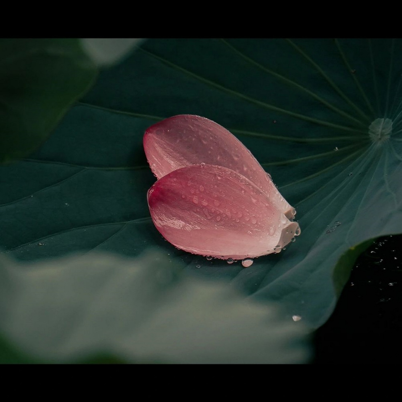 当雨滴敲打在荷叶上,发出清脆的声响99,仿佛是大自然为我们奏响的