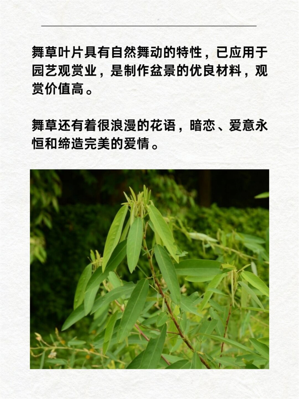 大自然的舞蹈家舞 草  🪴舞草,别名跳舞草,钟萼豆,属于豆科舞草属的