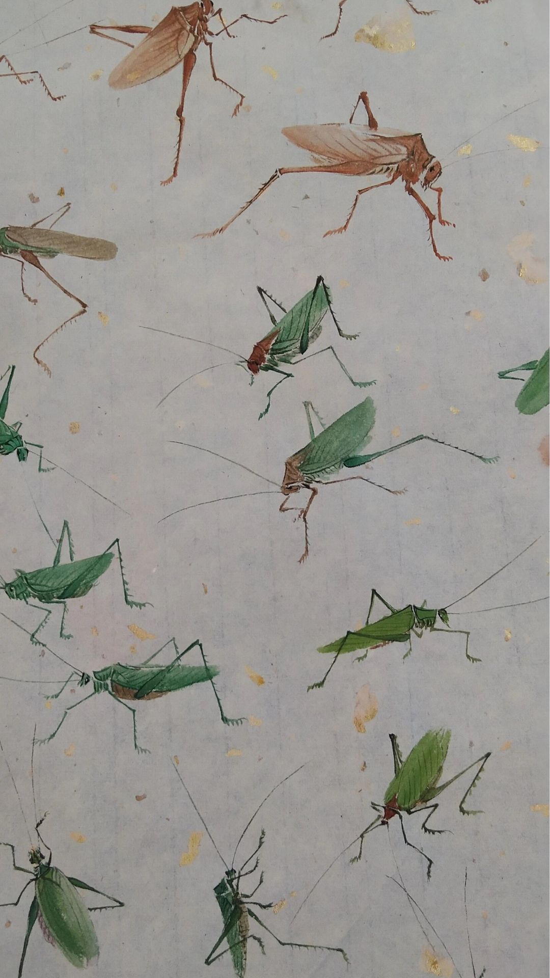 纺织娘是一种昆虫,也被称为莎鸡,络纬,络丝娘,纺线娘等