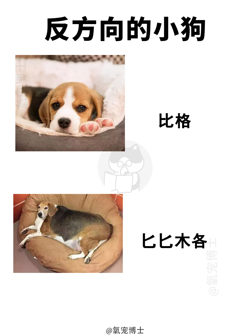 听说最近流行小狗反义词[三哈] #搞笑萌宠