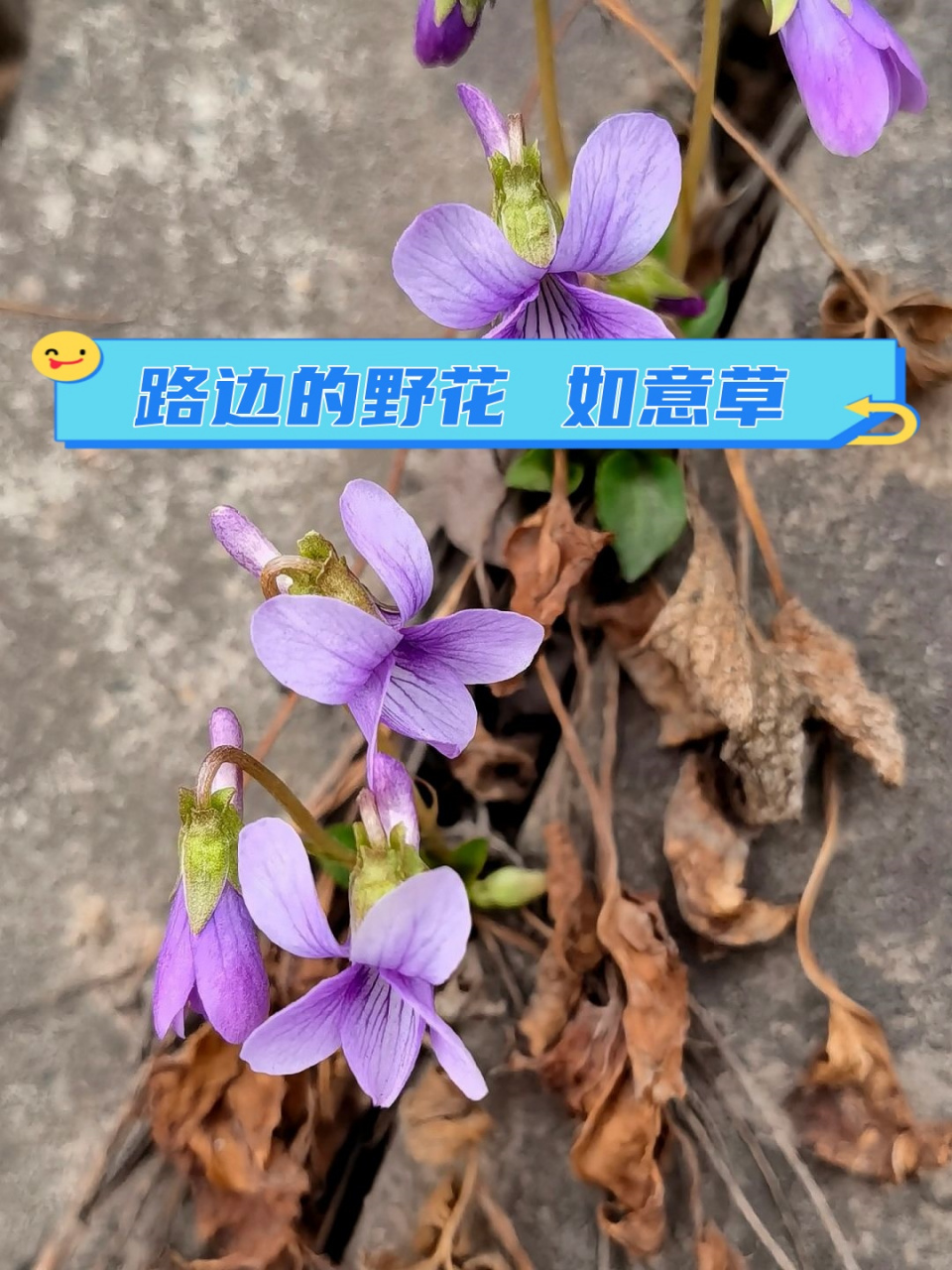 路边的野花  如意草  如意草,这个名字听起来就充满了诗意和祝福.