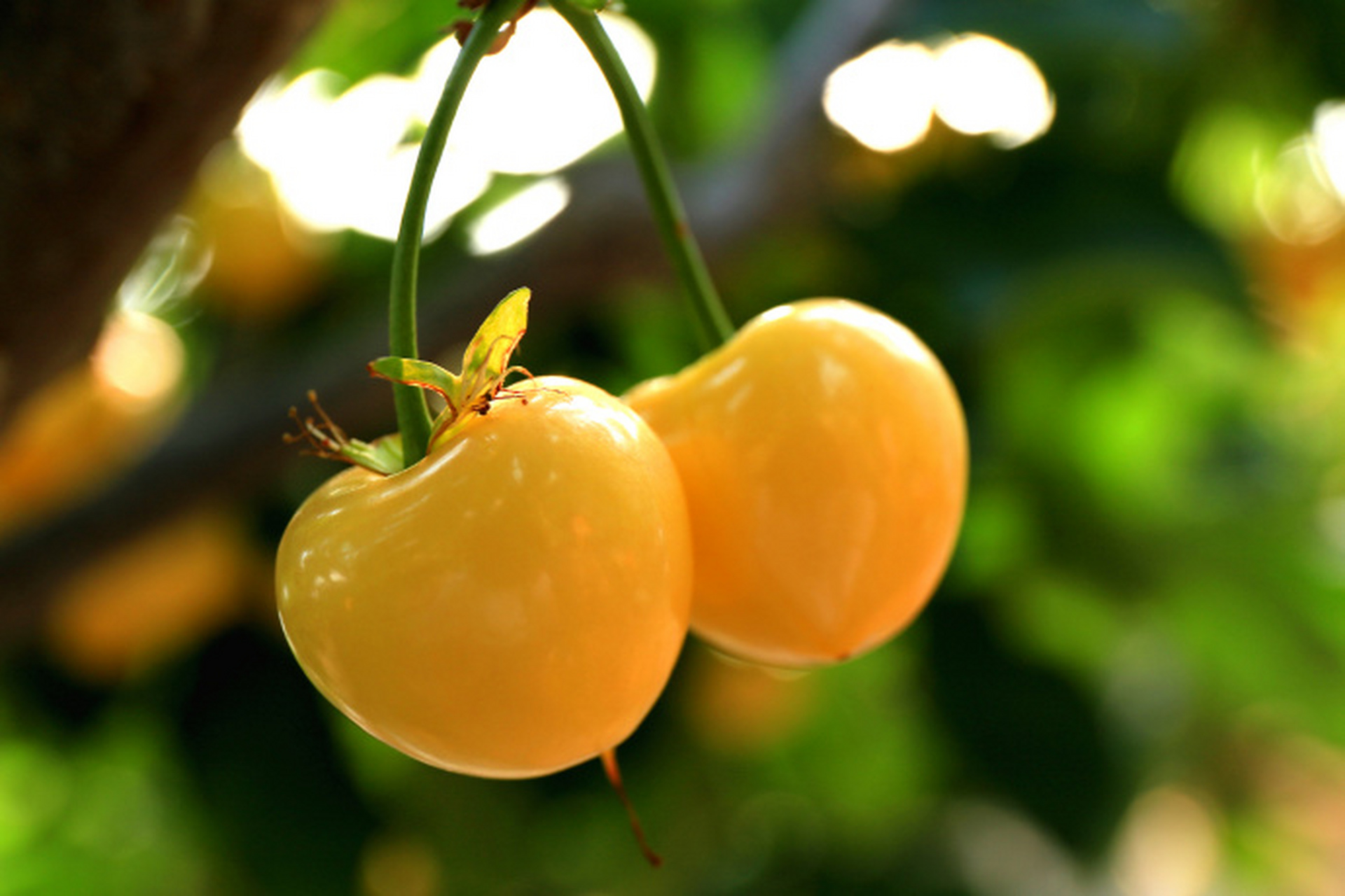 【瓦房店特产——大连樱桃 676767】#新时代六地辽宁杠杠滴