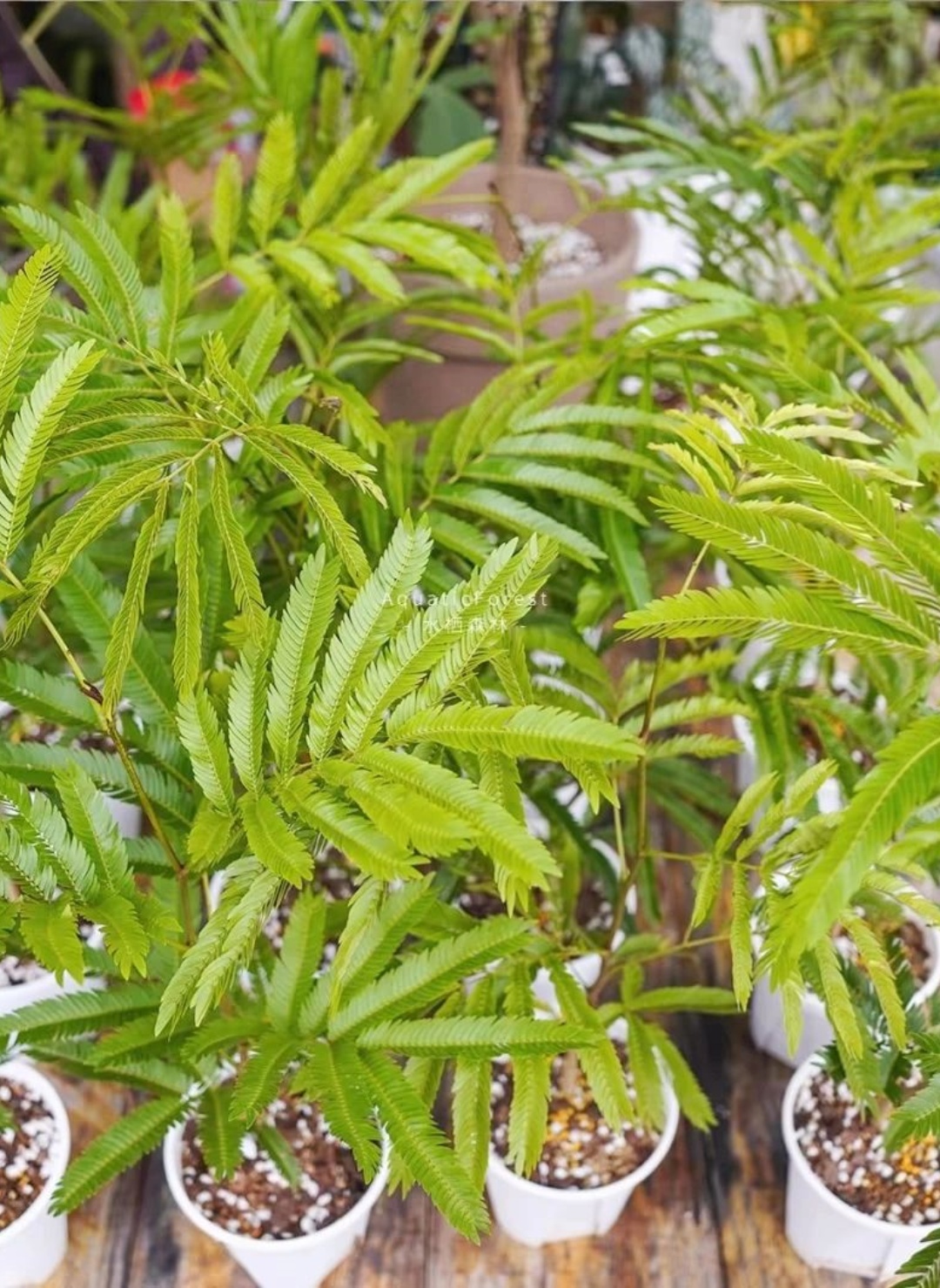 密叶猴耳环植物  初见密叶猴耳环,你可能会觉得它有些平凡.