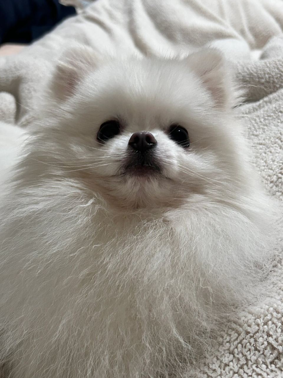 我小狗宝照片合集  来啦来啦,分享一波我亲爱的小狗狗的照片合集啦!