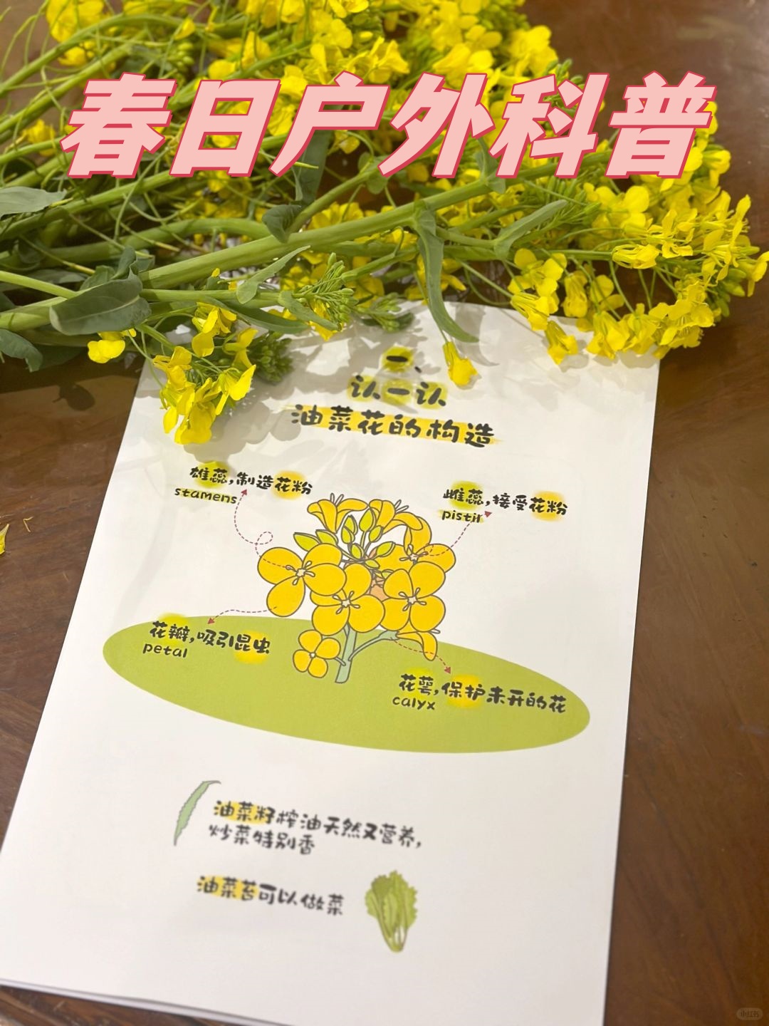 春日户外科普  首先,我们要认识油菜花的结构.