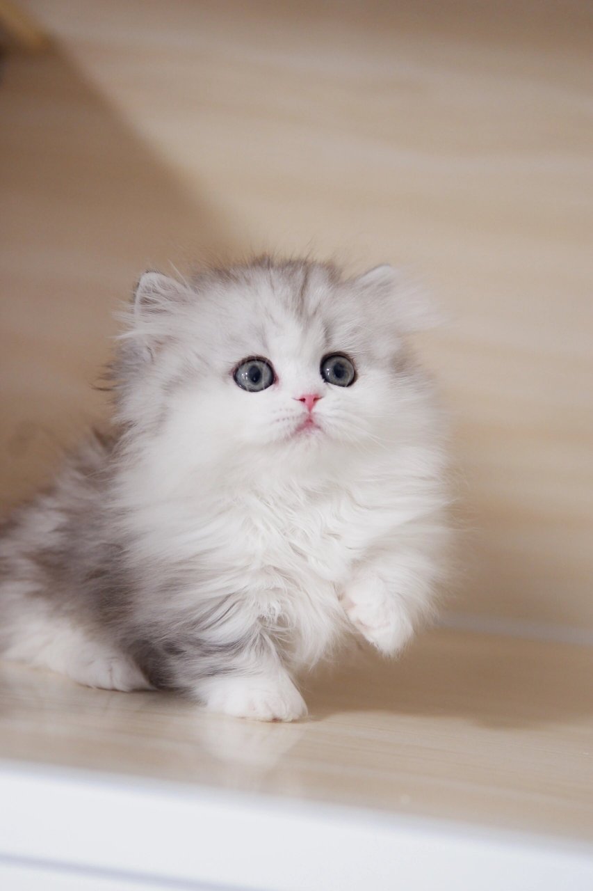 超级可爱的银白米努特猫咪  这是我同学家里的宝贝,第一次见到它时,我