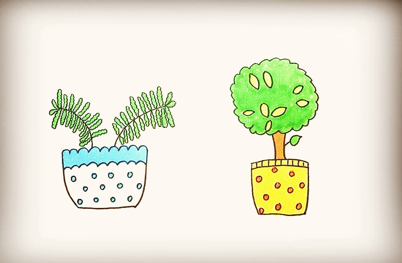 简笔画-含羞草盆栽