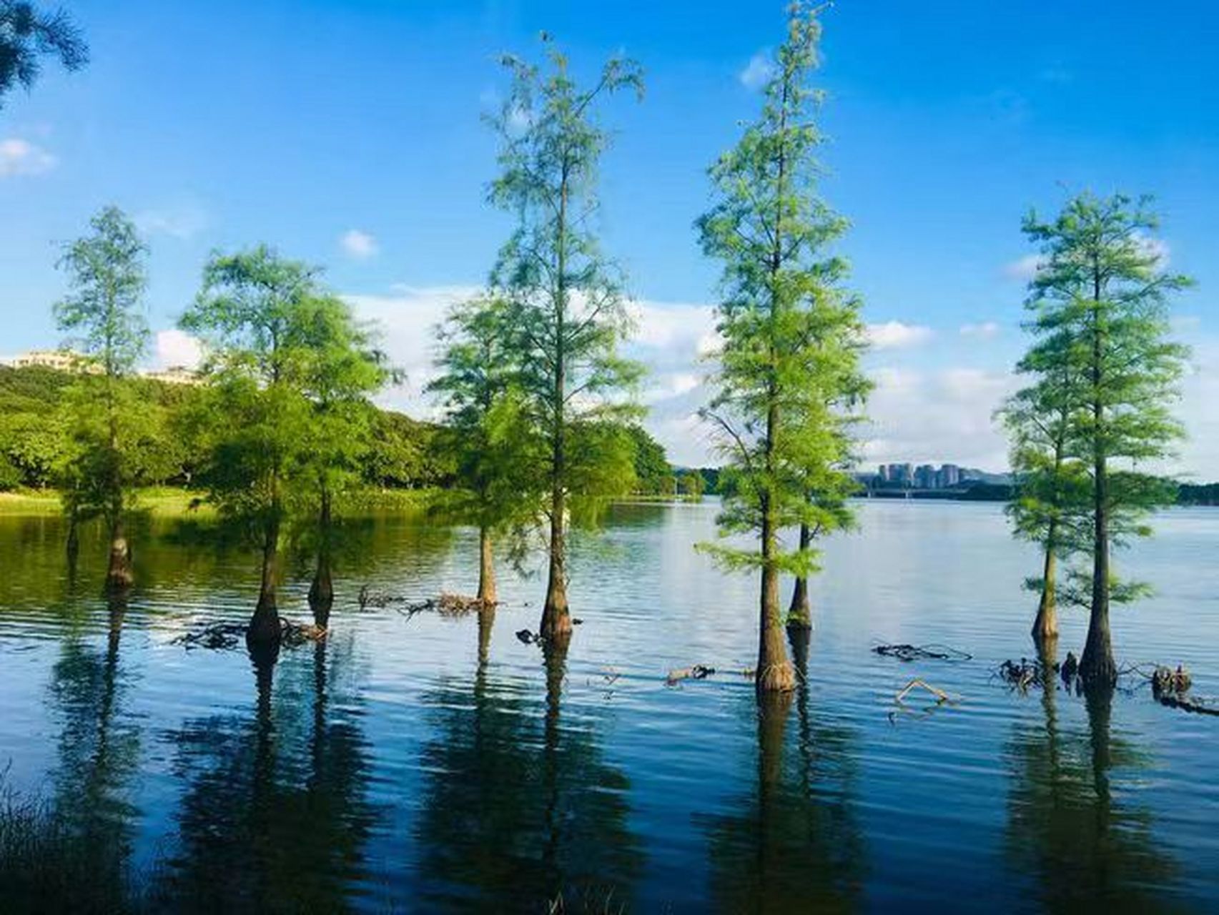 松山湖,美如其名!这里是广东省东莞市大朗镇的4a级免费景区.