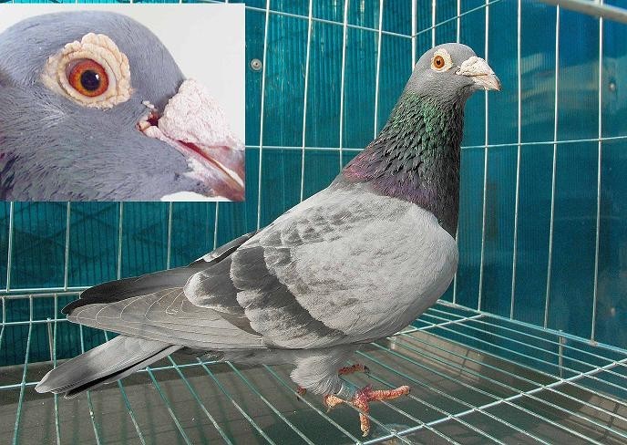 白条鸽的选择以及使用