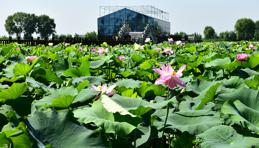 盛夏何须远行宝应荷园是一个好选择