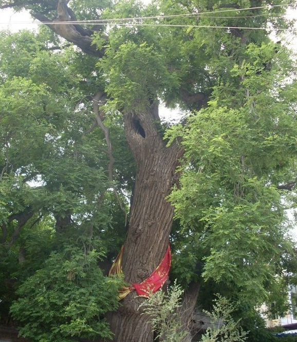 河北安国市北都大槐树陷入被神化的误区