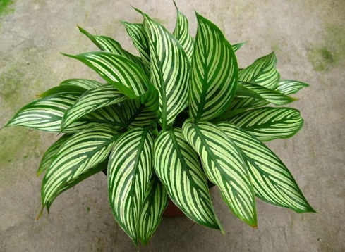 地下宝藏,花中精灵:常见球根花卉大盘点