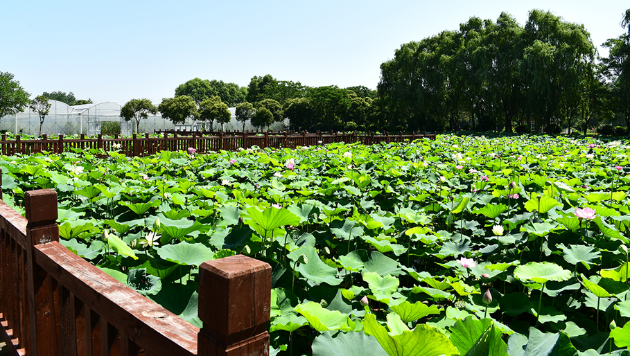 盛夏何须远行宝应荷园是一个好选择