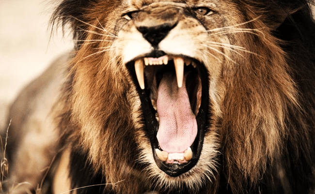 坦桑尼亚食人狮群,15年吃掉2000人,英国猎人猎杀恐怖狮群