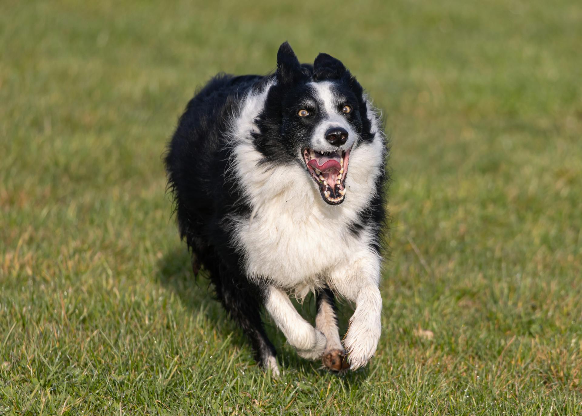 牧羊犬适合家养吗?你需要考虑的几件事