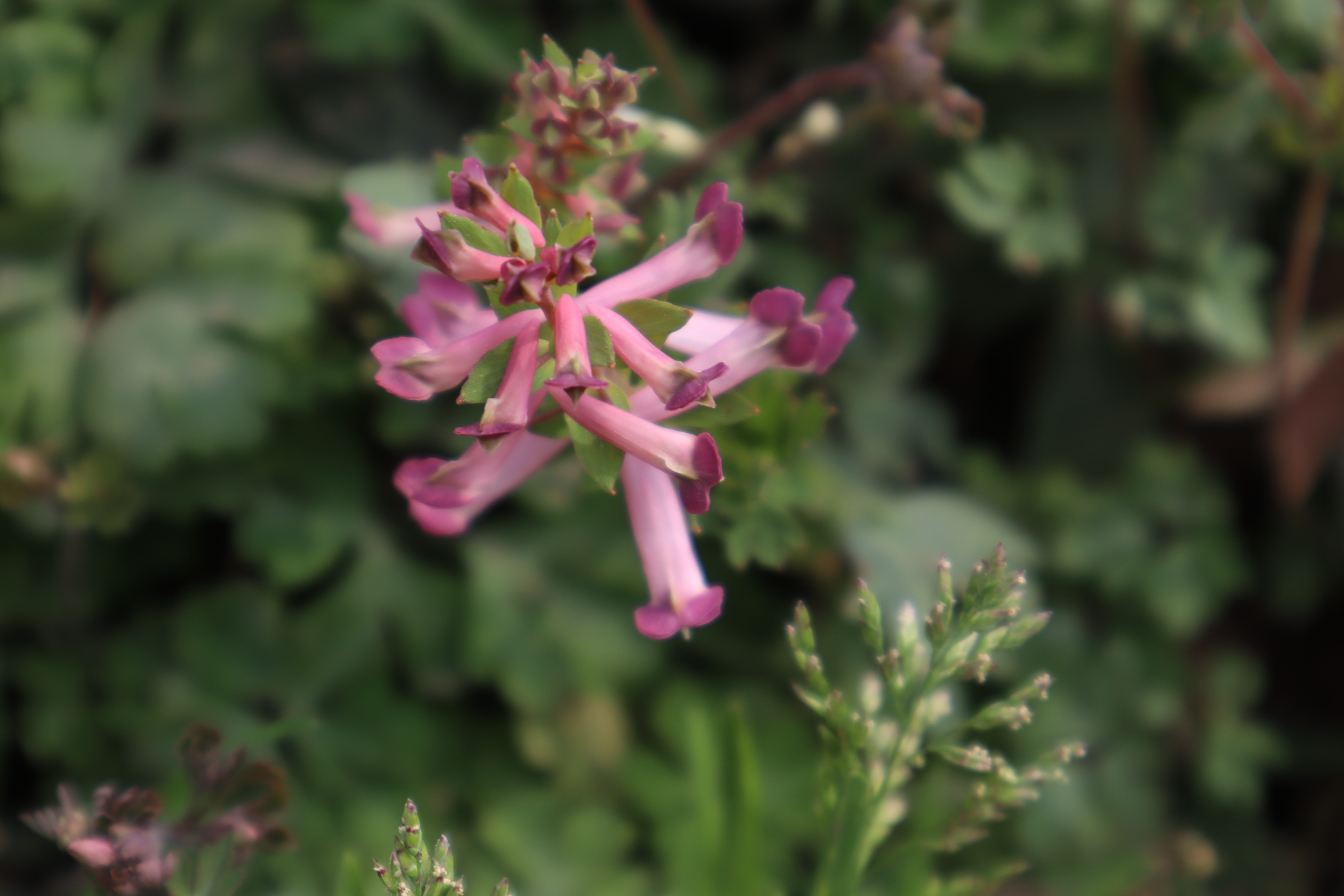 他山植遇鸿运当头朱砂根此番胜景夏天无