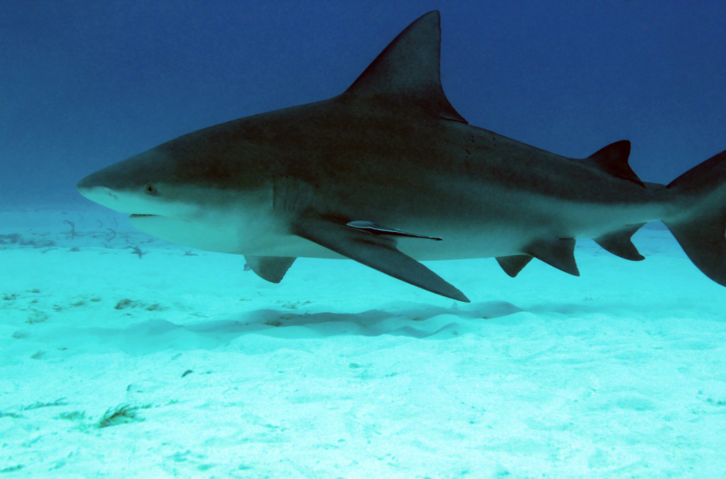最危险的十种鲨鱼,深海猛兽揭秘:全球十大最危险鲨鱼排行榜!