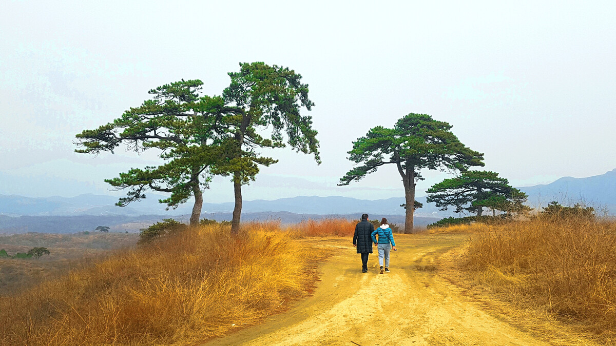 生命的树:种下希望,收获成长