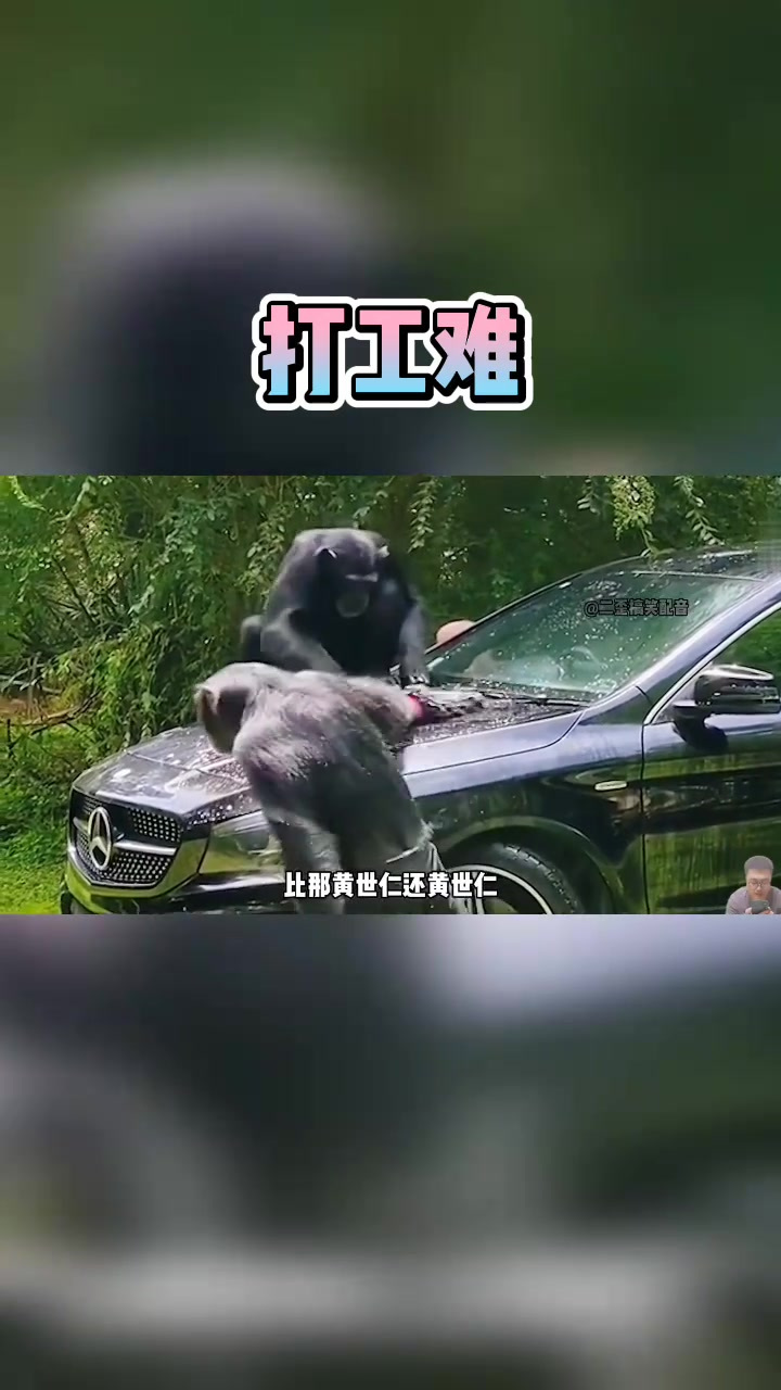 动物搞笑配音:打工仔和富二代的区别