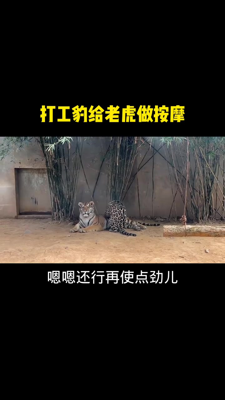 搞笑配音:打工豹活的唯唯诺诺,这不,又给老虎大哥做按摩