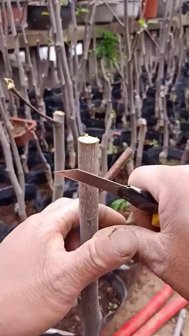 分享果树的嫁接方法!
