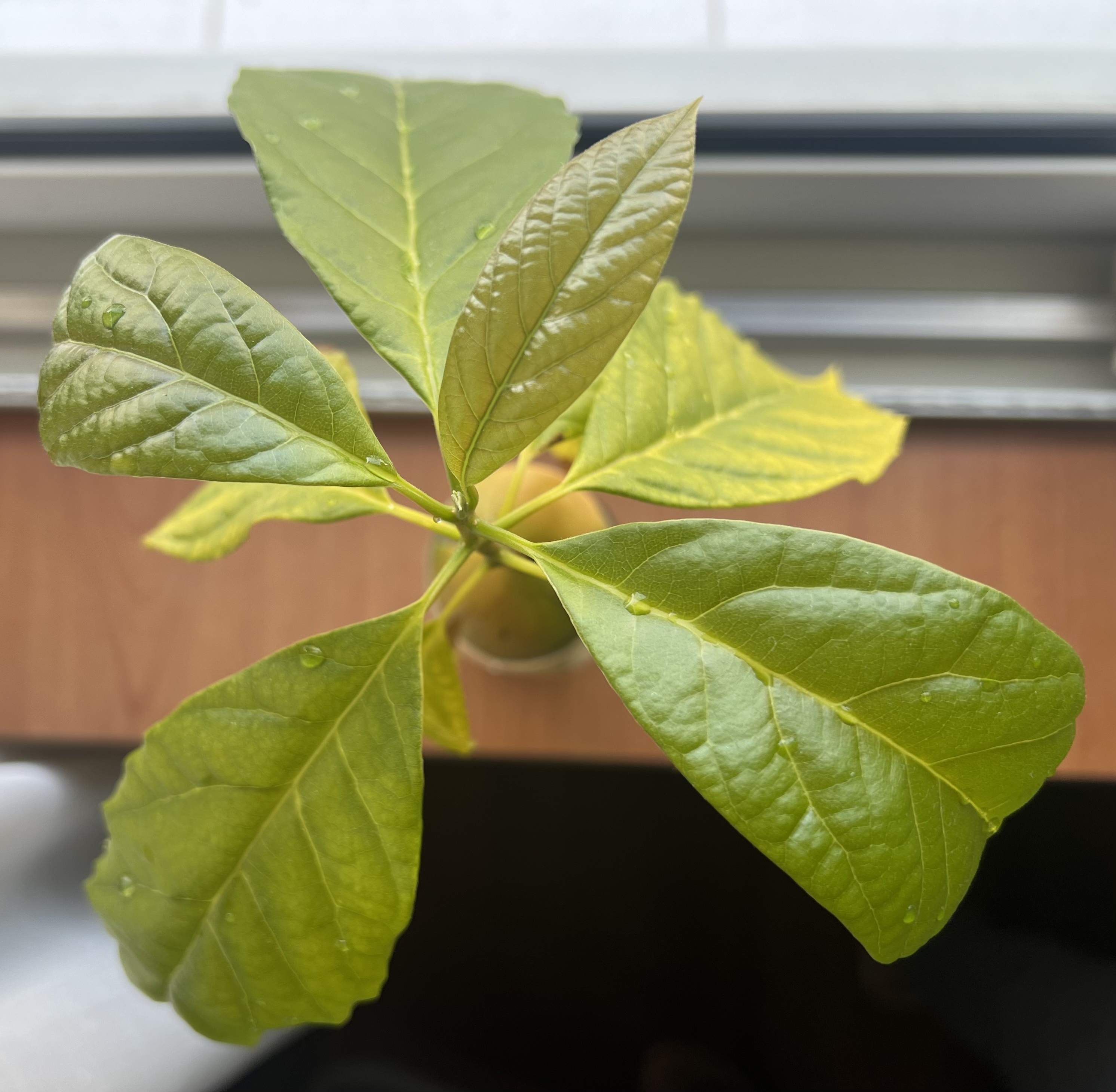 「牛油果」叶子有点碎痕咋办