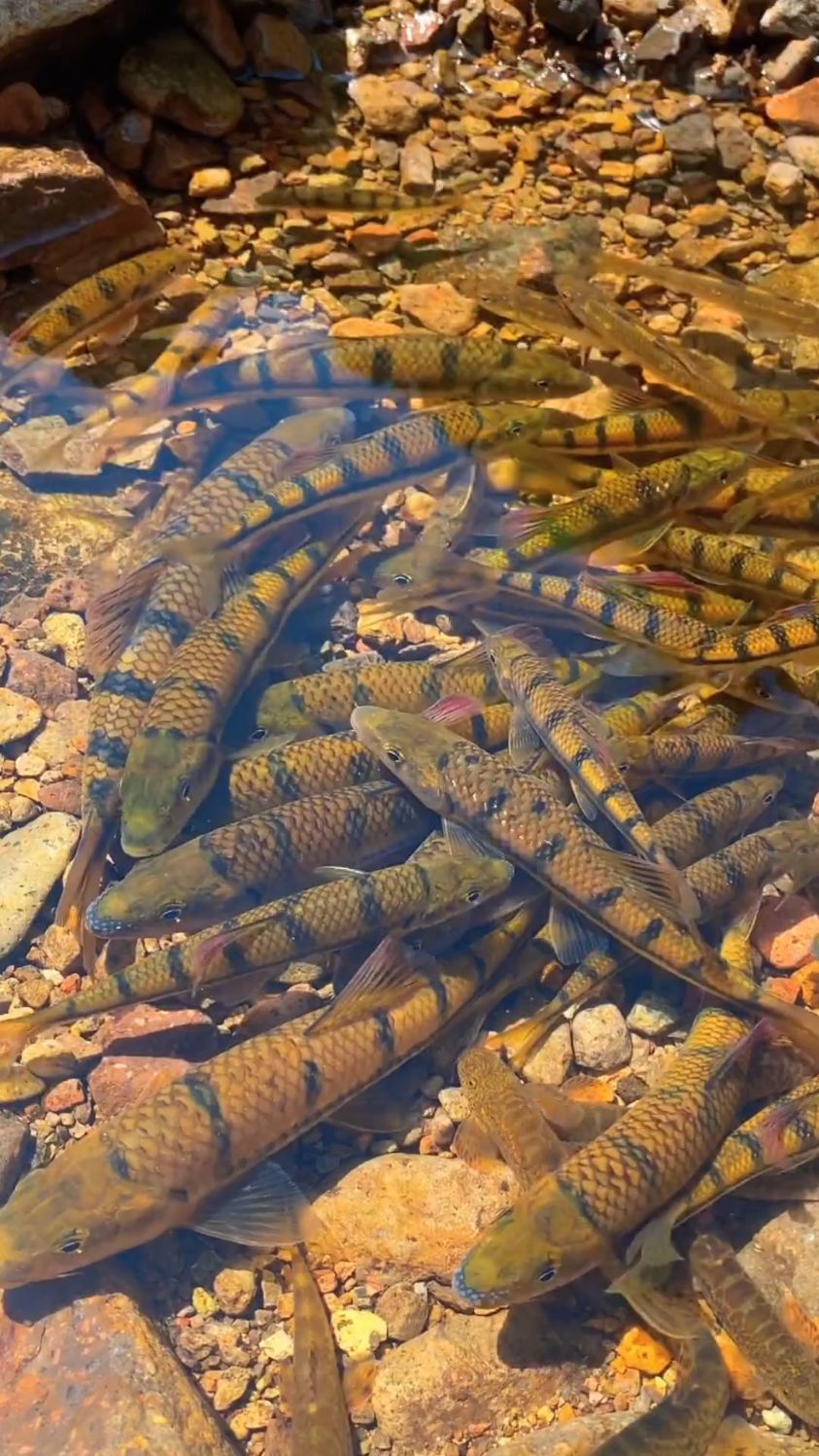 如果河里全是极品溪石斑鱼你会告诉别的钓鱼人吗