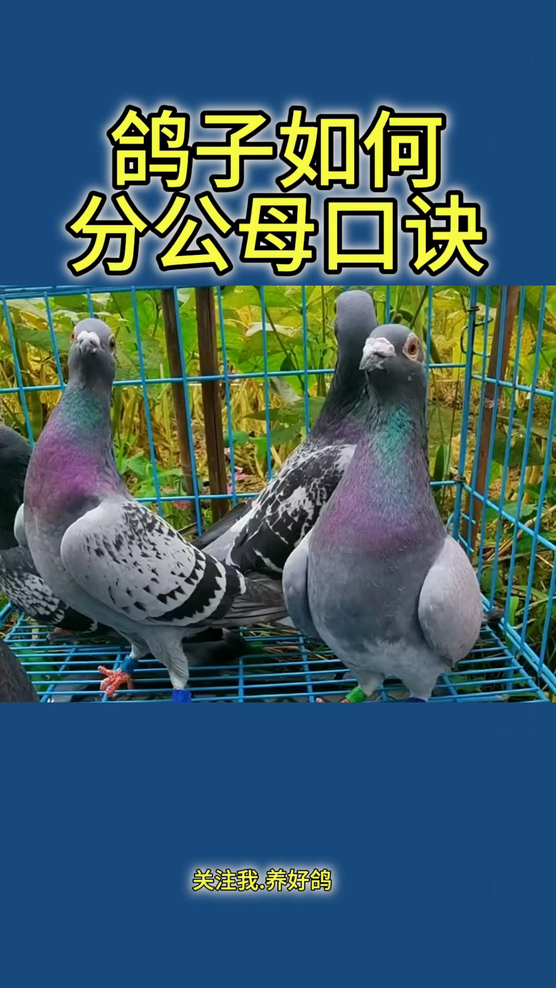 鸽子如何分"公母"的口诀?