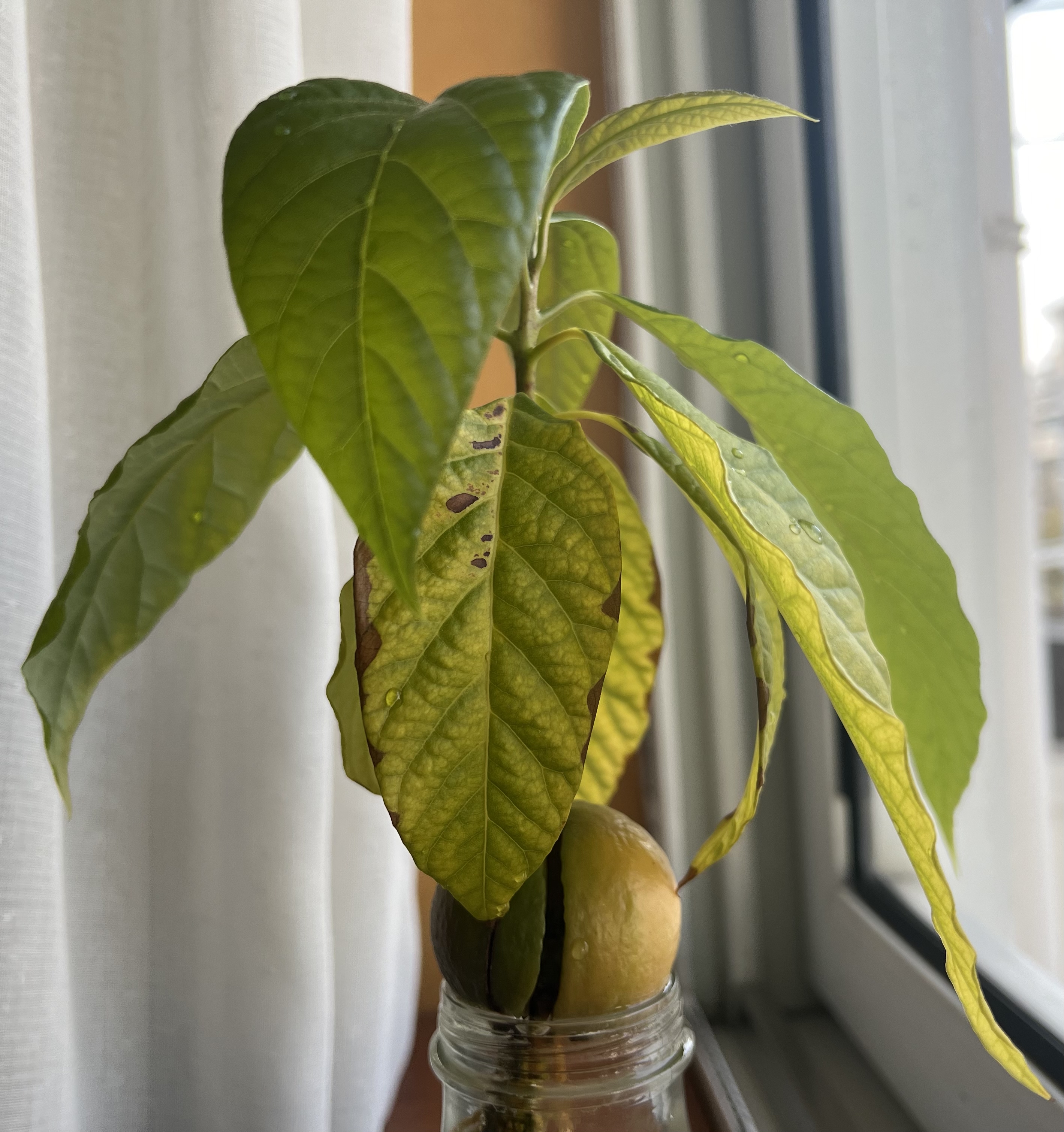 「牛油果」叶子有点碎痕咋办