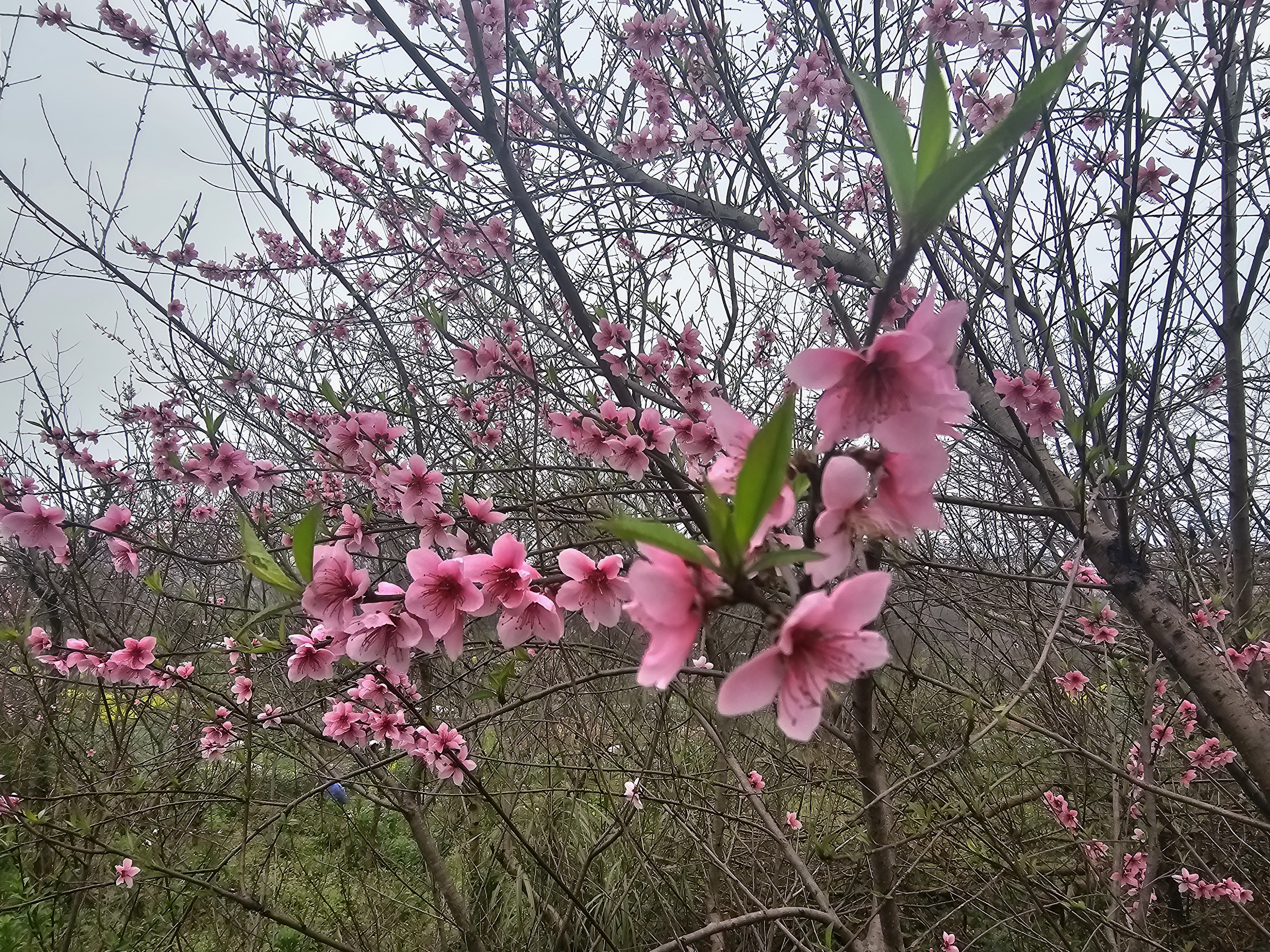 杜陵桃花图片