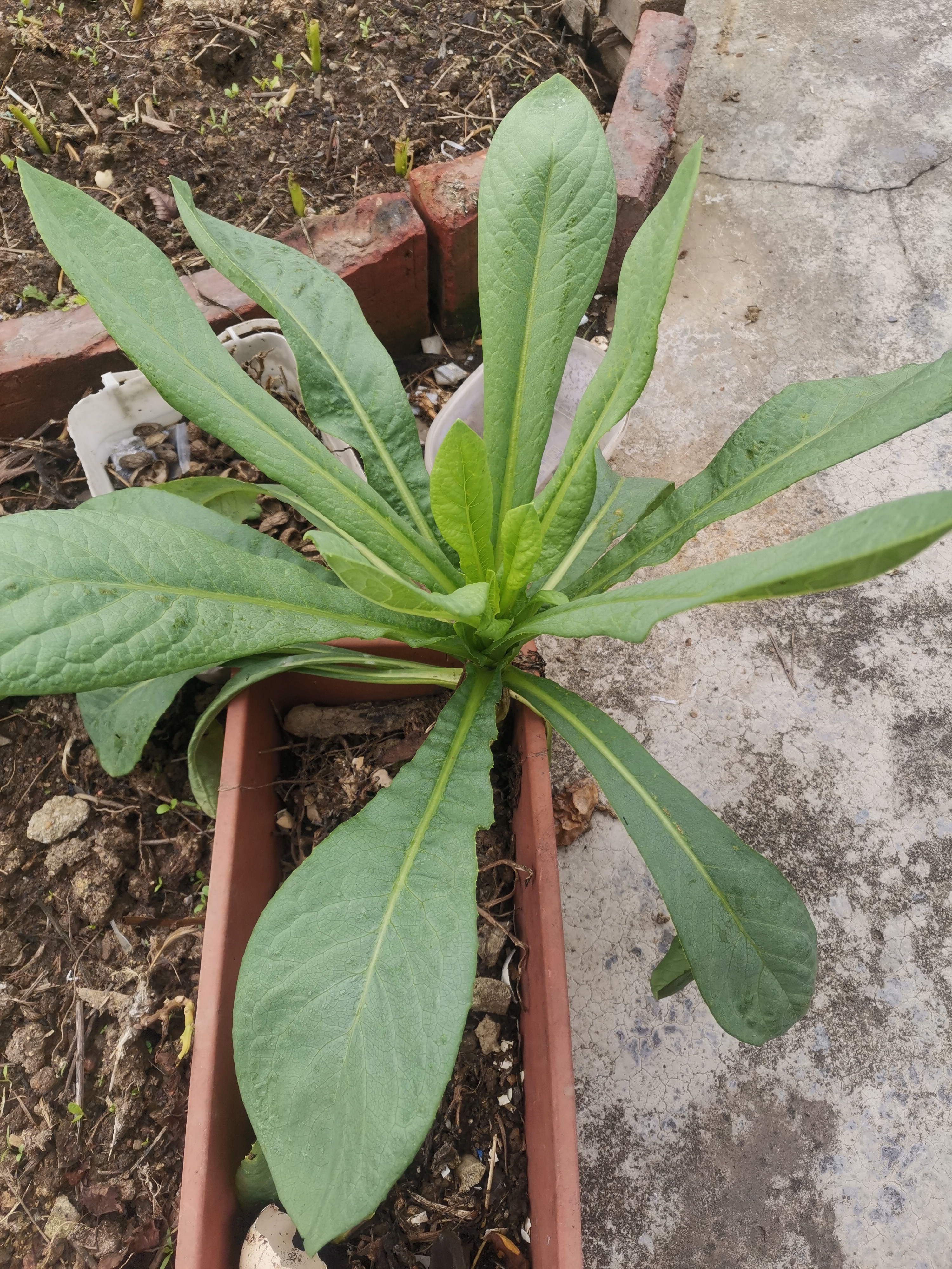 那这棵苦麦菜就凑合着吃一餐吧.
