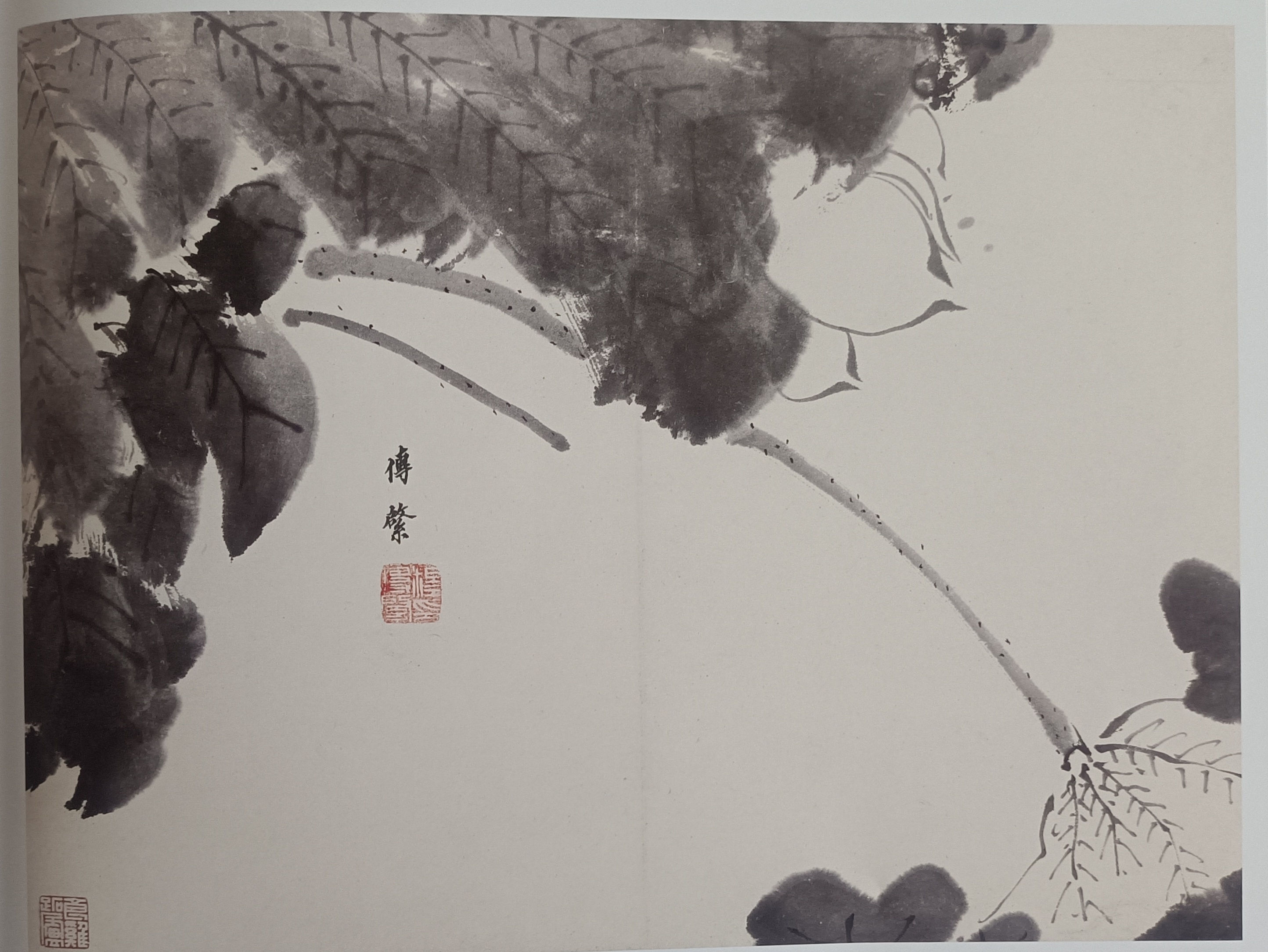 八大山人荷花作品欣赏图片