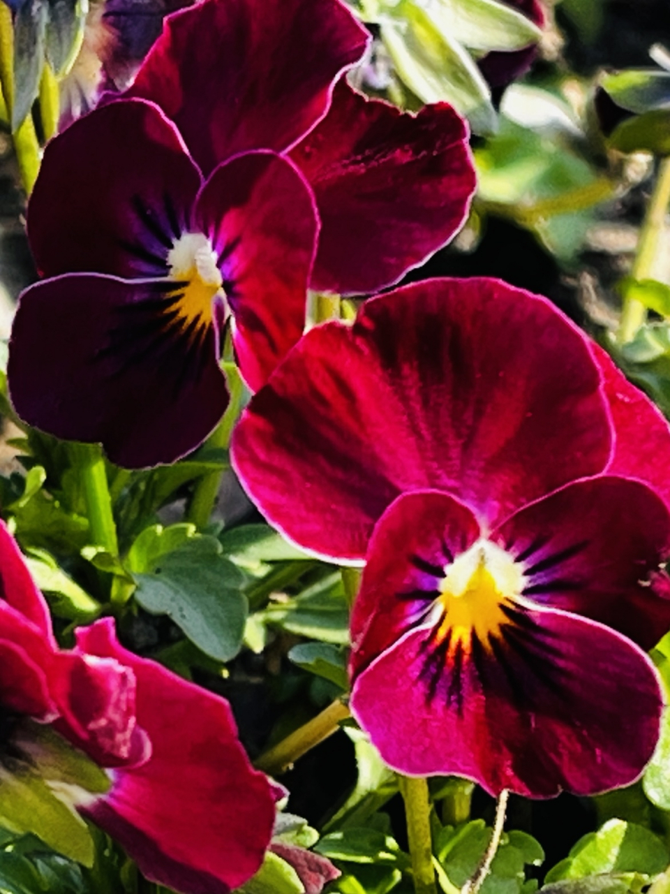 花名:三色堇  花语:沉思,快乐,思念 别名:猫儿脸,蝴蝶花,人面花,猫